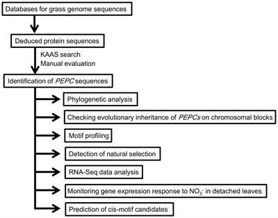 The Original Form of C4-Photosynthetic Phosphoenolpyruvate Carboxylase Is Retained in Pooids but Lost in Rice